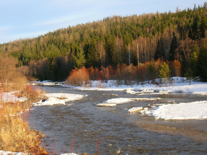 Тайга хмао весной
