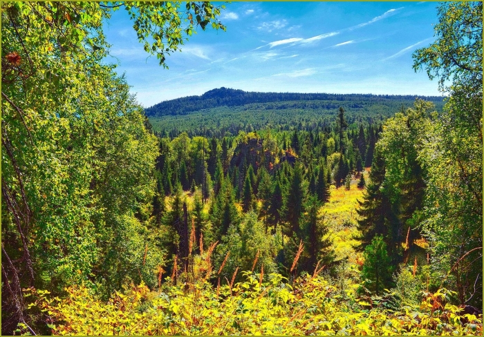 Восточно-уральский заповедник флора