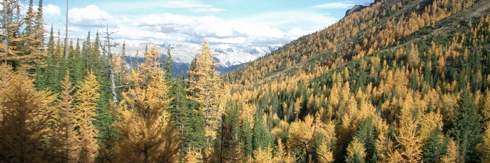 Тайга (хвойные леса) сыктывкар