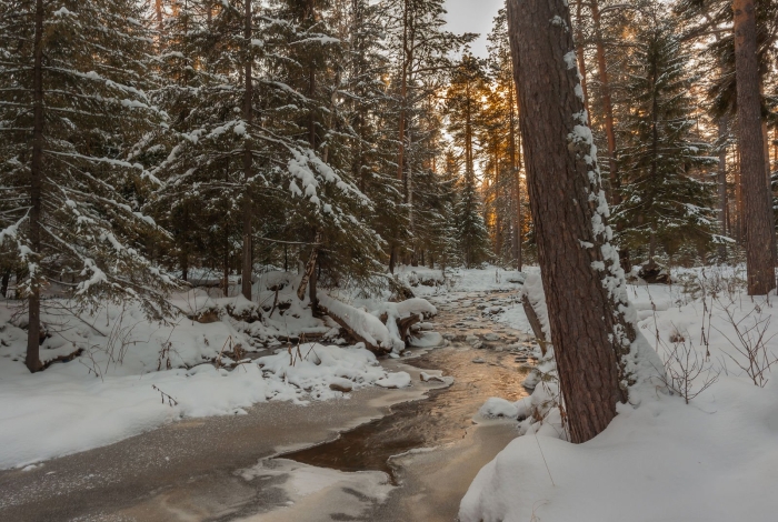 Зима в лесу