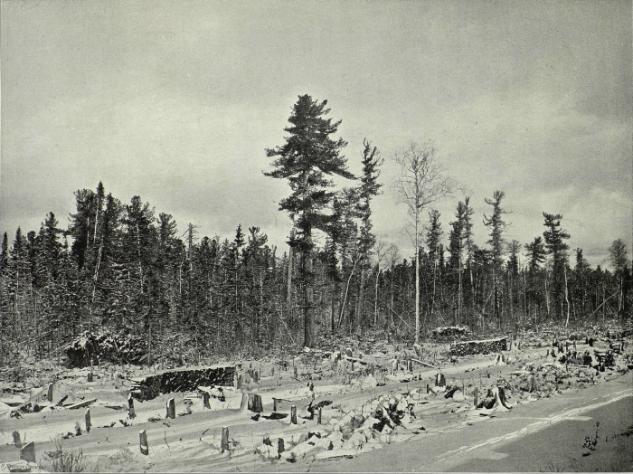 Мариинская тайга 19 век