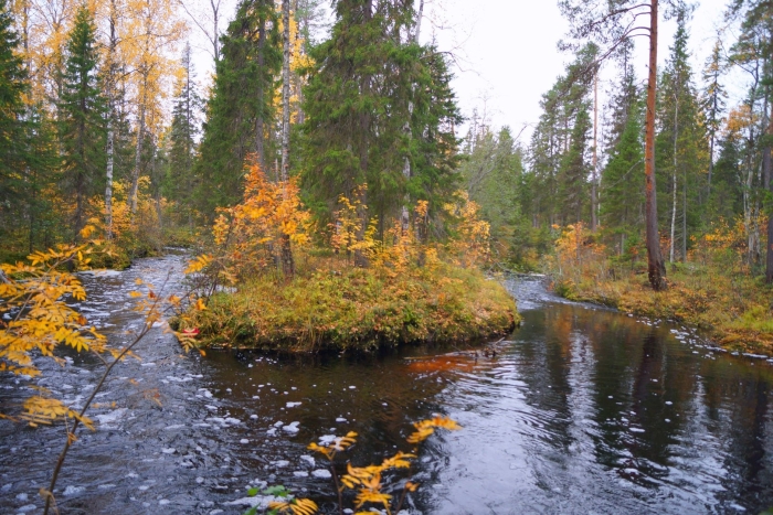 Природа карелии осень