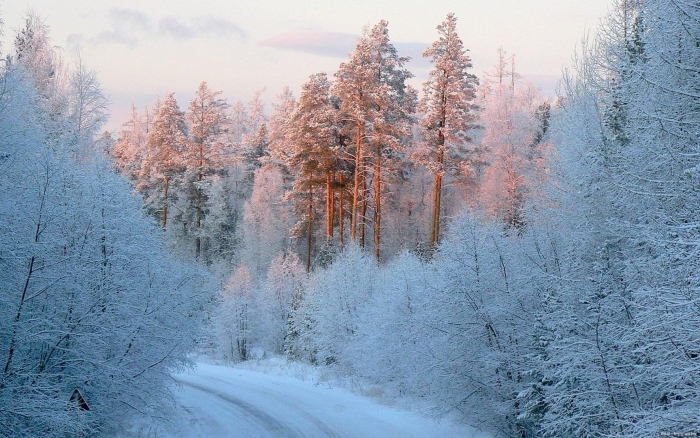 Пейзаж зимнего леса