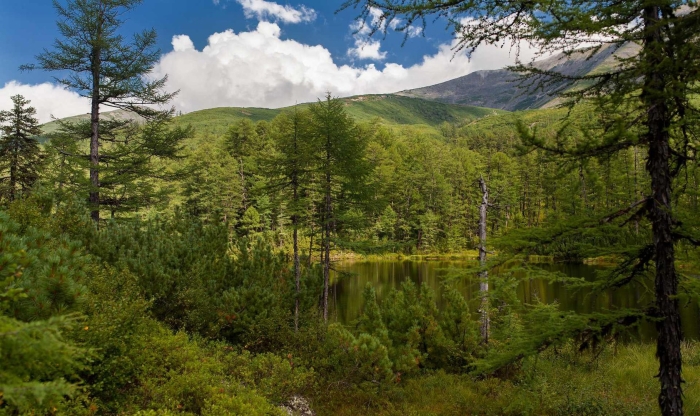 Тайга красноярского края климат