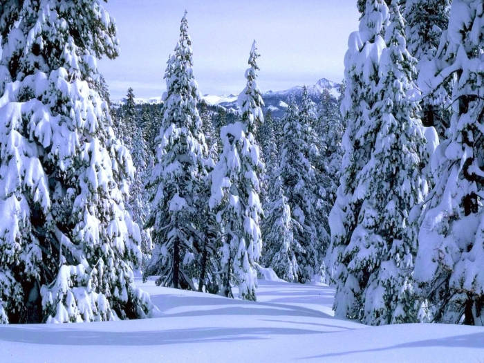 В зимнем лесу