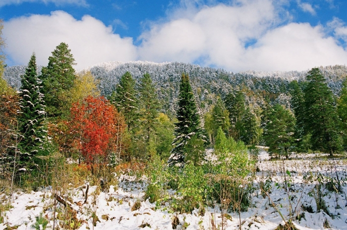 Осенний сибирский лес