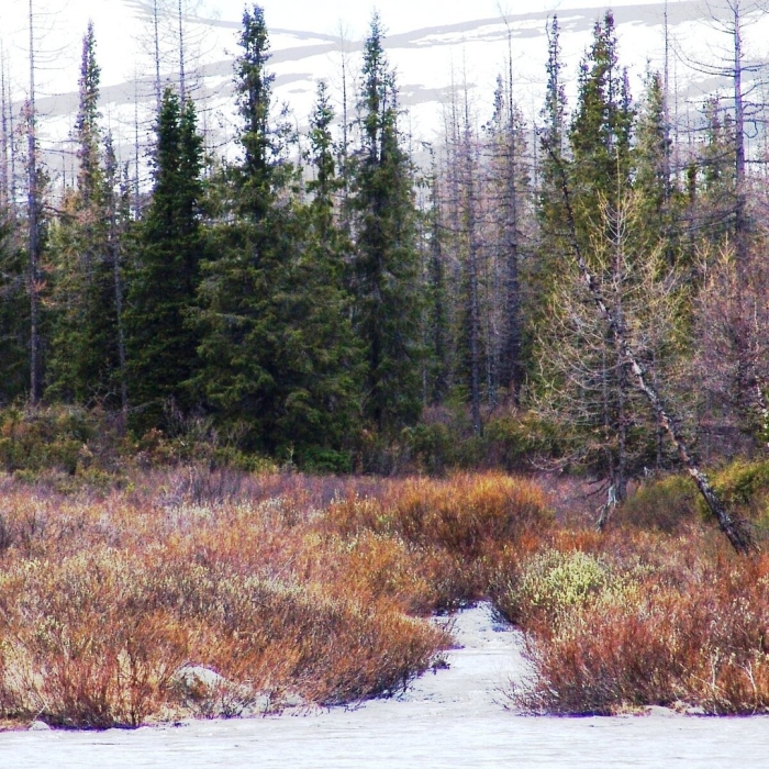Ямало-ненецкий автономный округ тундра