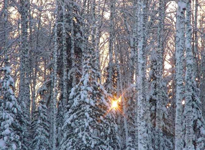 Климат в тайге