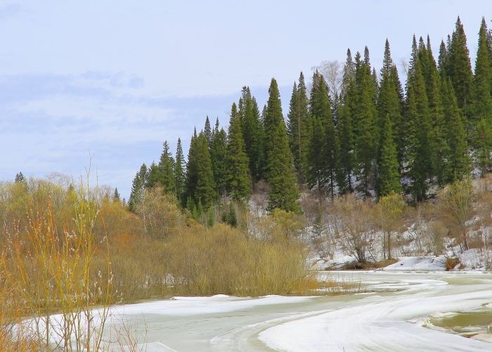 Тайга хабаровского края