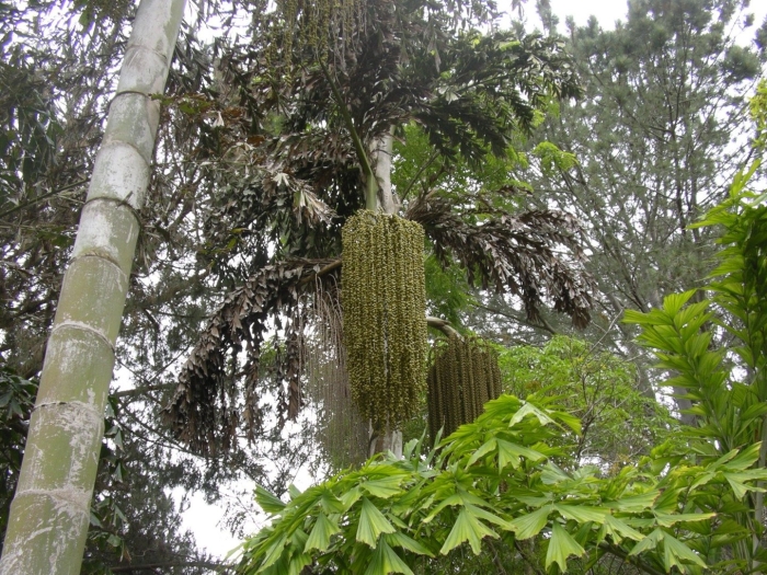 Пальма рыбий хвост кариота