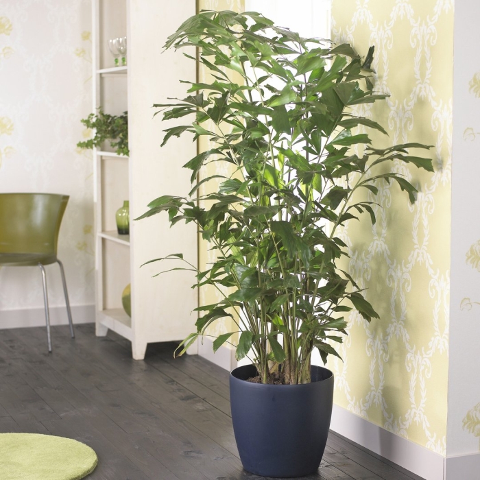 Высокие комнатные растения