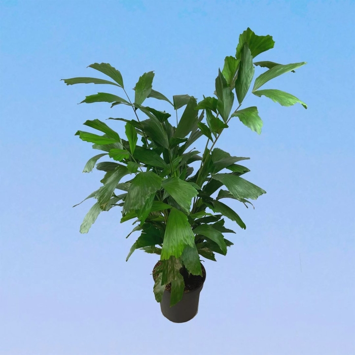 Пальма рыбий хвост кариота