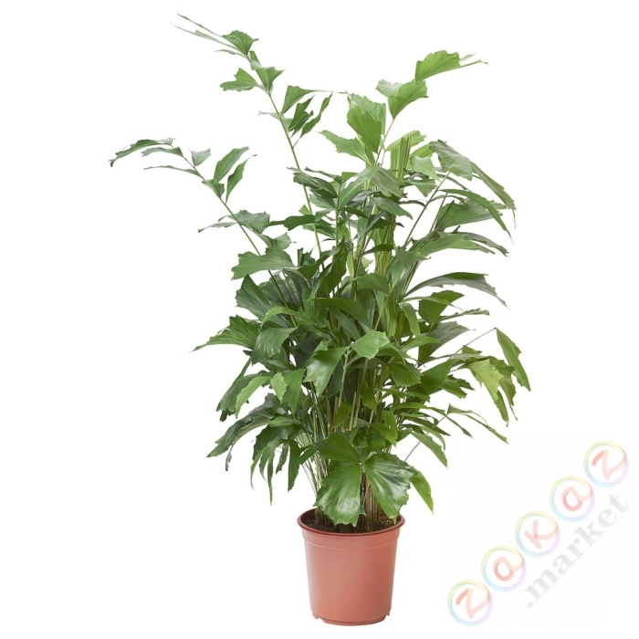 Пальма рыбий хвост кариота