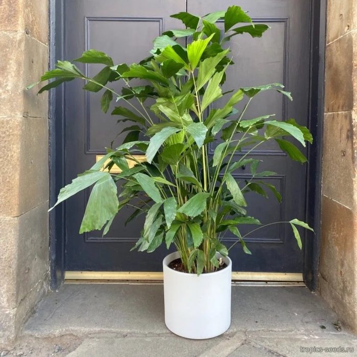 Хамедорея растение