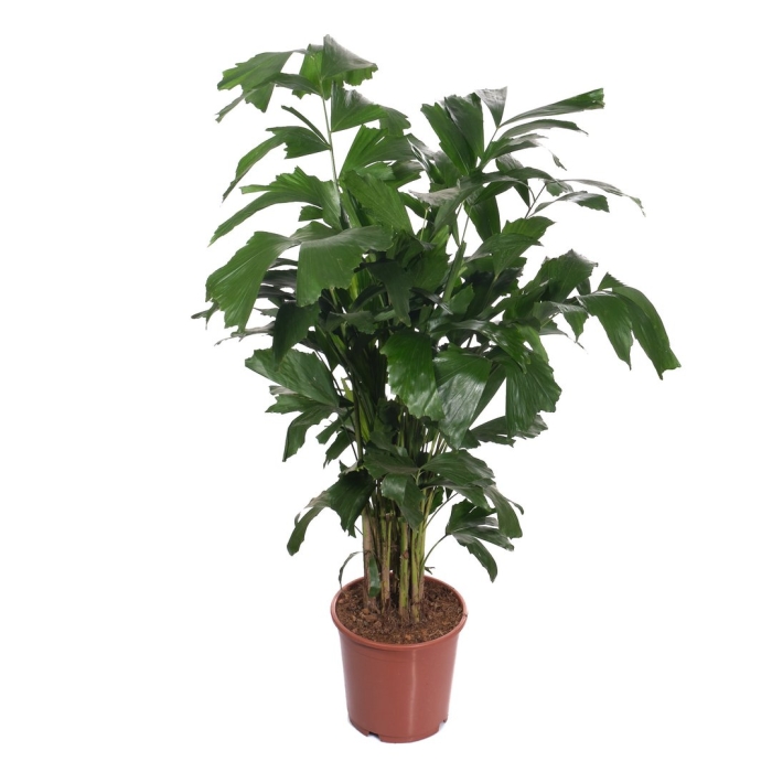 Пальма рыбий хвост кариота