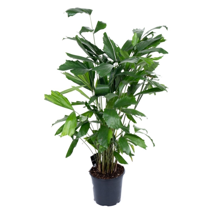 Кариота митис