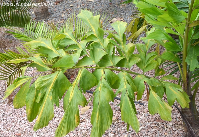 Пальма рыбий хвост