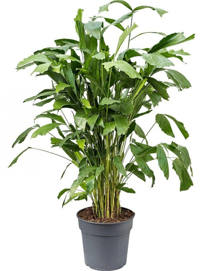 Пальма рыбий хвост кариота