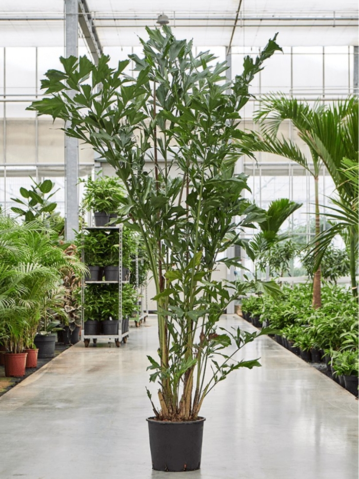 Кариота пальма