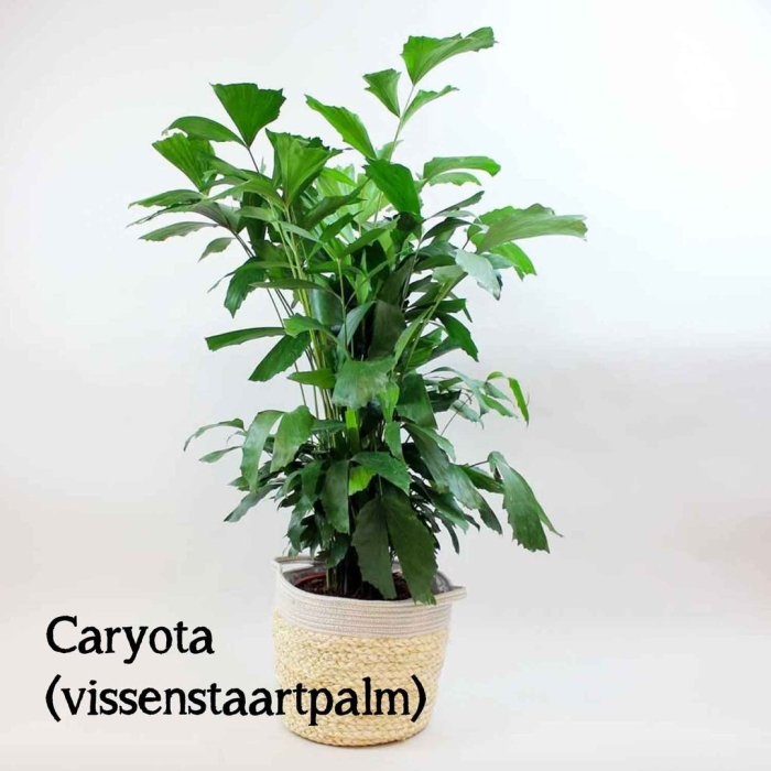 Пальма рыбий хвост кариота