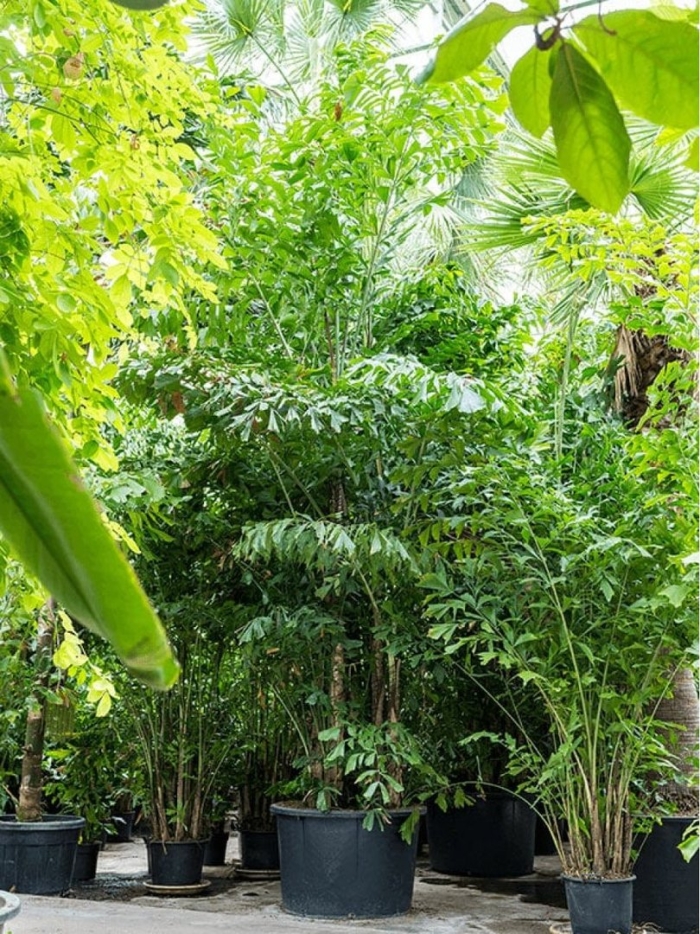 Пальма рыбий хвост кариота