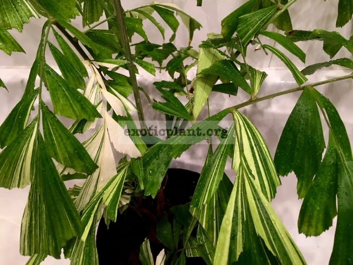 Вариегатная пальма кариота