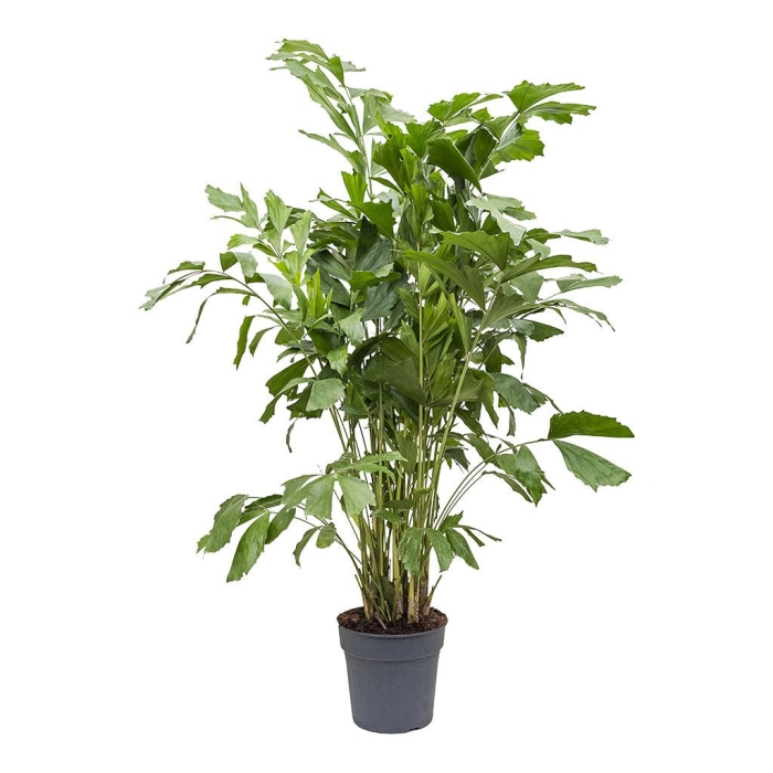 Пальма рыбий хвост кариота