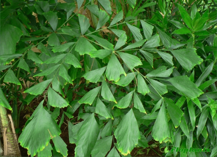 Кариота пальма