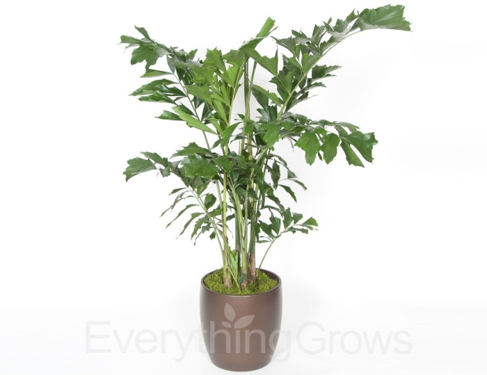 Пальма рыбий хвост кариота