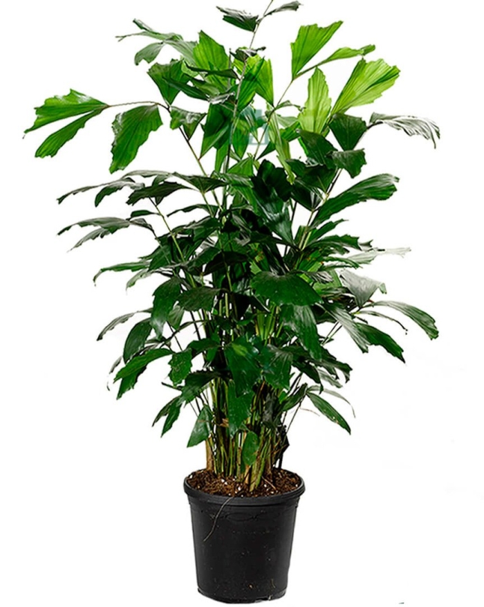 Комнатное растение