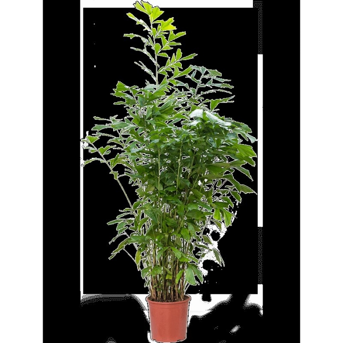 Горшечное растение