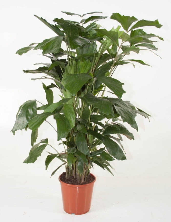 Пальма рыбий хвост кариота