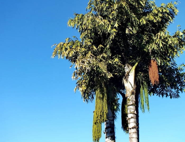 Syagrus romanzoffiana