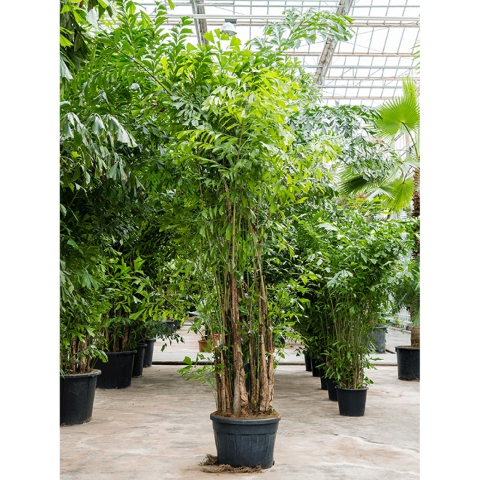 Кариота mitis