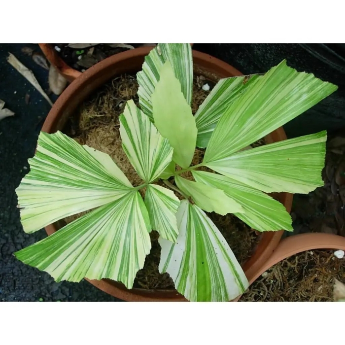 Пальма комнатная разновидности