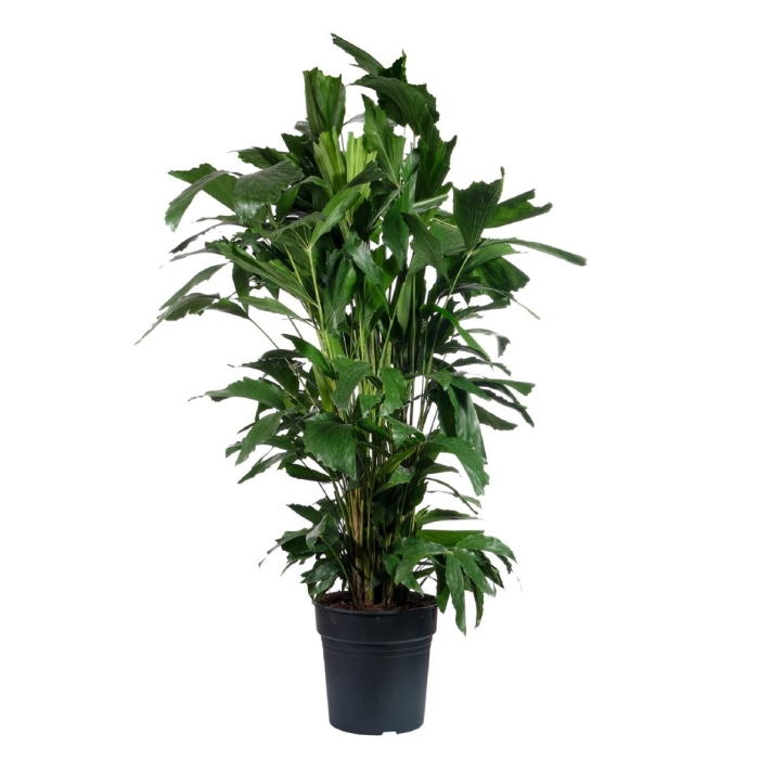 Пальма рыбий хвост кариота