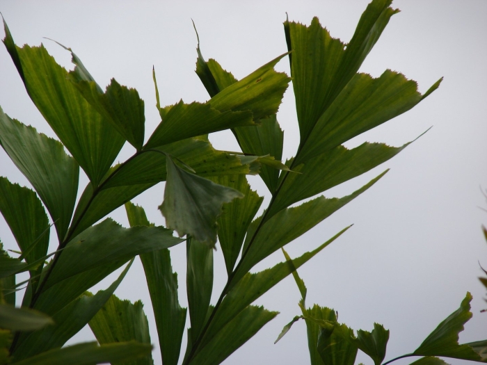 Caryota mitis