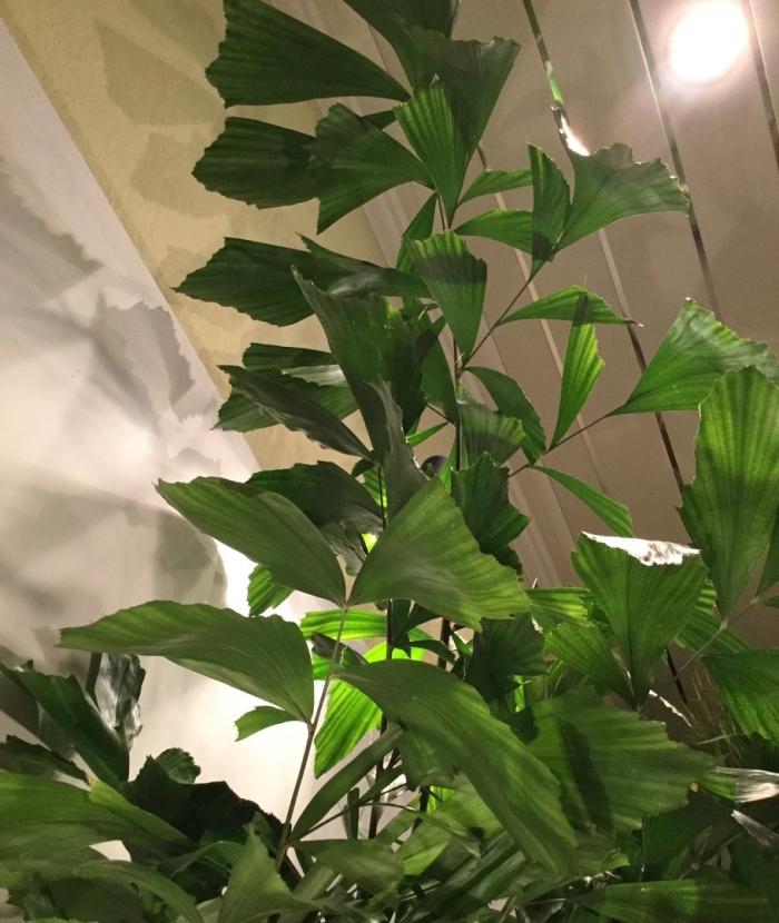 Пальма рыбий хвост