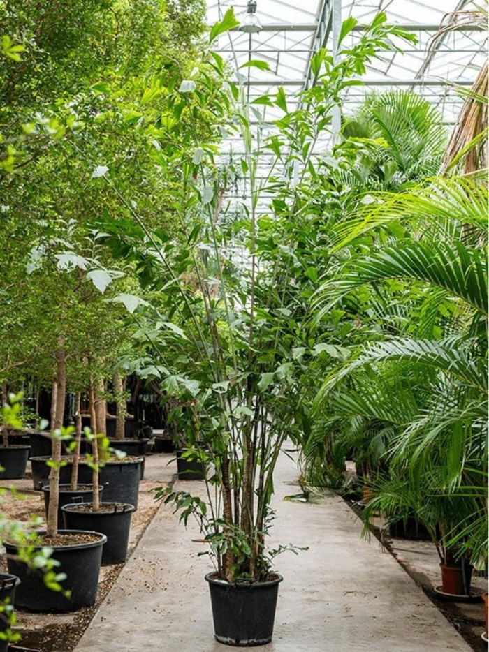 Хамедорея elegans