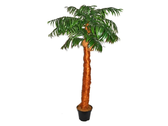 Пальма кокосовая