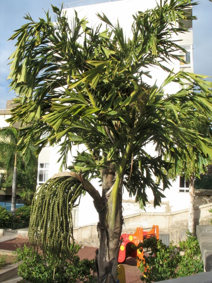 Пальма кариота жгучая