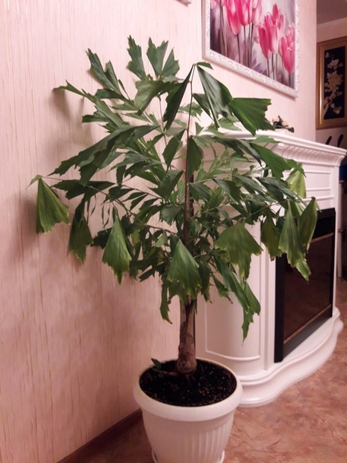 Комнатная пальма кариота