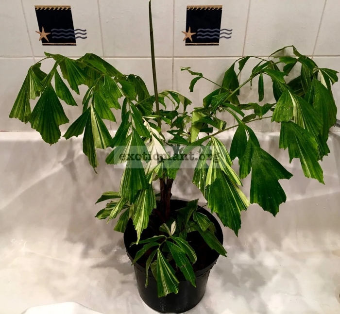 Фатсия японская аралия