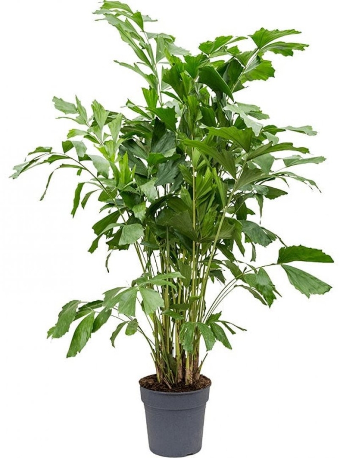 Растение комнатное