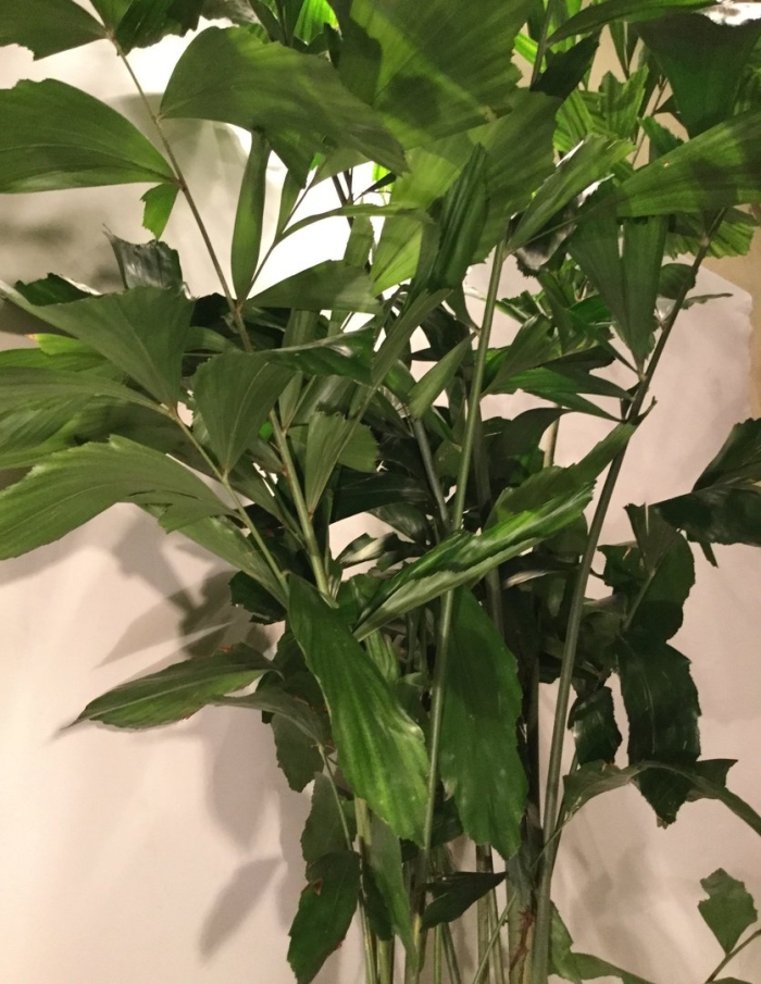 Пальма рыбий хвост кариота