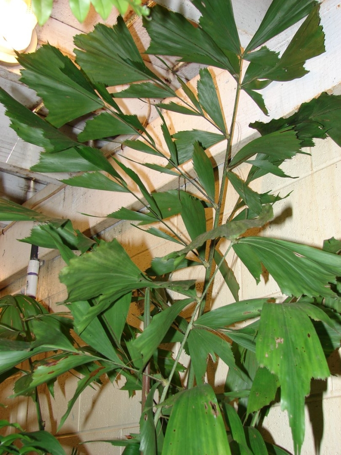 Пальма рыбий хвост кариота