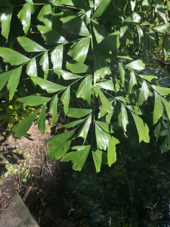 Пальма рыбий хвост