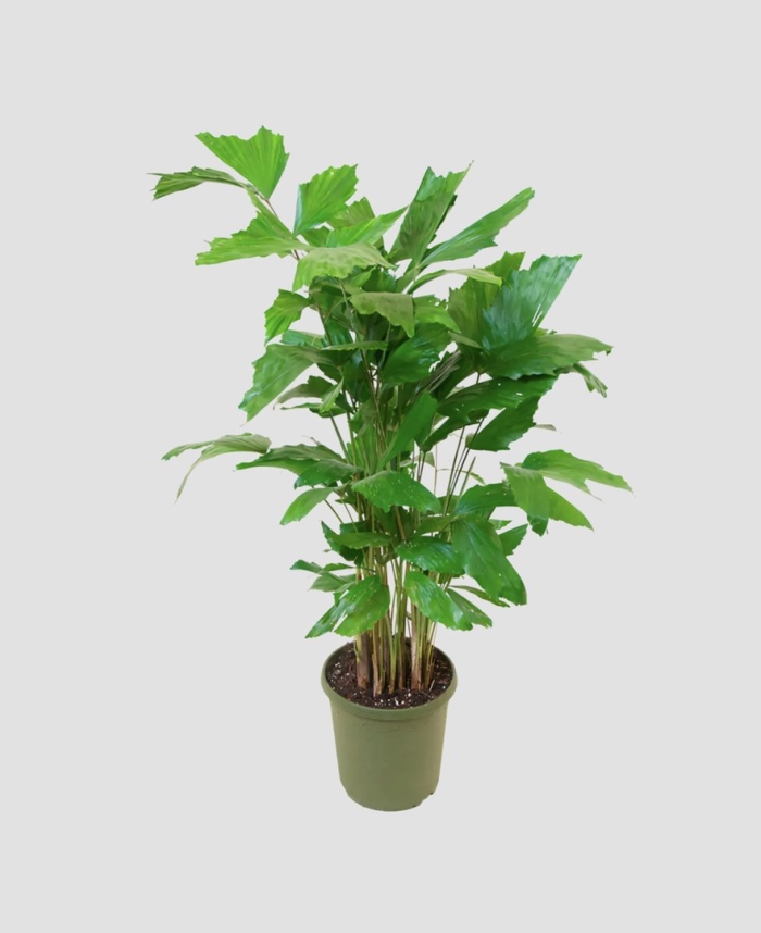 Пальма рыбий хвост кариота