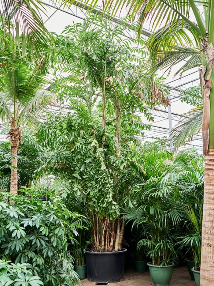 Ptychosperma macarthurii