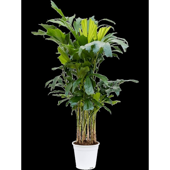 Пальма рыбий хвост кариота